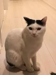 モス
