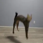 れれれの画像