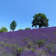 ととと