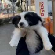 かーしーの画像
