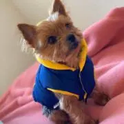 ライオン