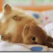 もなかの画像