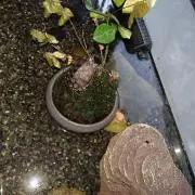 ぬかるみん
