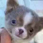 イクラちゃん(プロフ読んでね。)の画像