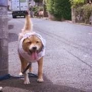 なおぞう
