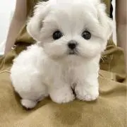 みーたんの画像