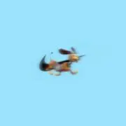 Thisの画像