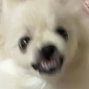 はーちゃん