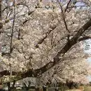 あやめの画像
