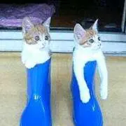 秋の鹿