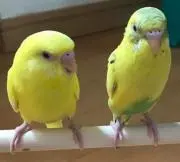 ハルボン
