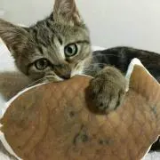 みっちーの画像