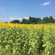 chiikoの画像
