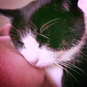 尚菜