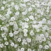 にっこの画像