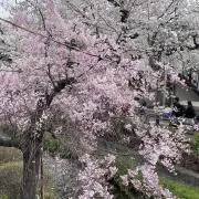 ひいらぎの画像