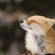 よし（プロフ必読）の画像