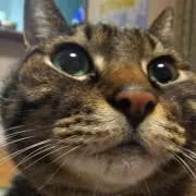 けいこりんの画像