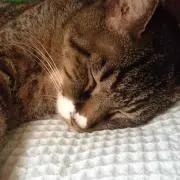 てんとうむし