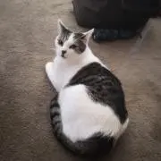 mkの画像