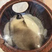 りょこママの画像