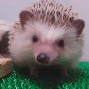 パンプキンの画像