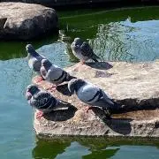 かんてんぷりんの画像