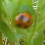 ナナホシテントウの画像