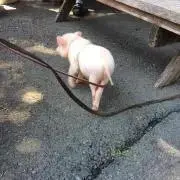 Tomoniの画像