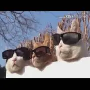 うめこぶちゃ