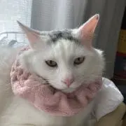 くろぶたの画像