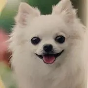 ワンコちゃん（ちょみちょみ）