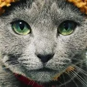 東区の地域猫