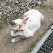 ユウ