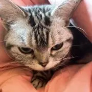 ココシエ