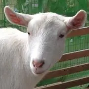 もの画像