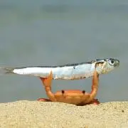 のこのこ