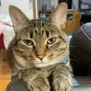 ミラン