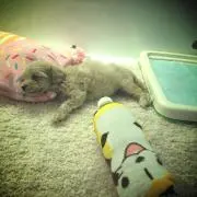mmセール中