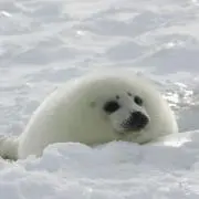 北海の魔獣 アザラシの画像