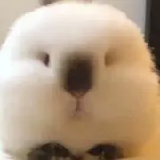 お〜いお茶の画像