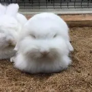 ぐてぃ