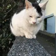 みーみの画像