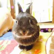 chocoの画像