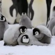 かんの