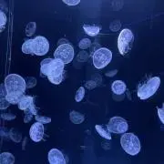 サクの画像