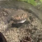 ともの画像