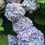 mahaloの画像