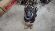 しうちゃむの画像