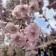 桜の画像